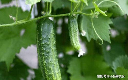 吃瓜歌曲推荐,跟着吃瓜歌曲一起摇摆！