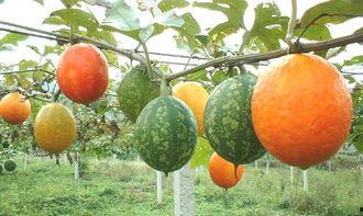 快餐吊瓜怎么吃,快餐吊瓜的多样食法探索