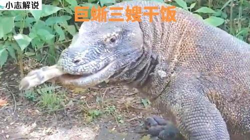 印度巨蜥吃瓜,瓜果盛宴