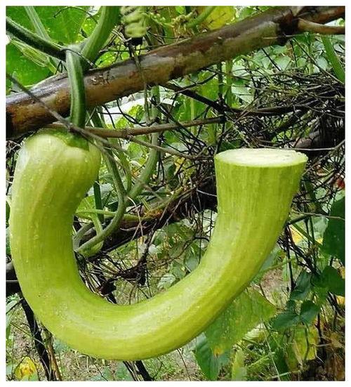 带院子吃瓜视频,带院子吃瓜的夏日悠闲时光