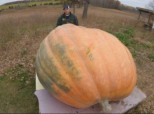 夸张吃瓜,夸张吃瓜，笑料横生！