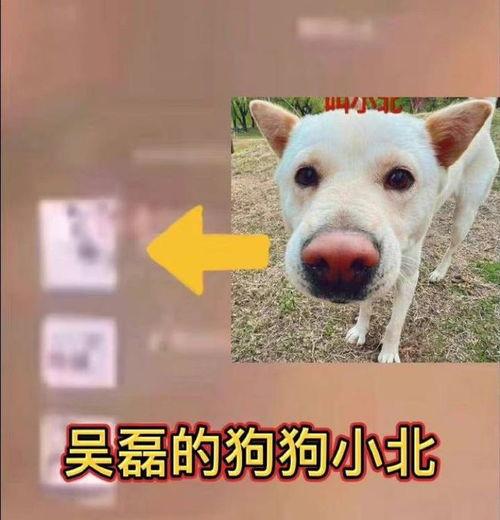 小白狗吃瓜头像