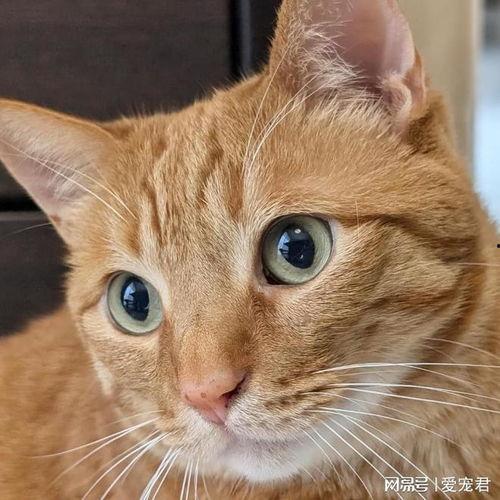 猫猫吃瓜头像可爱,猫咪头像演绎可爱瞬间