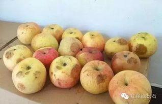 孩子吃葫芦瓜,孩子健康成长的绿色伙伴