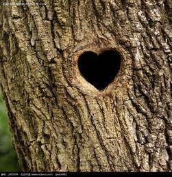 树洞吃瓜小程序,揭秘热门话题，畅享轻松娱乐时光