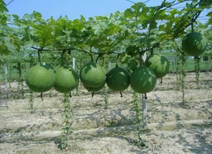 瓜蒌是吃的瓜吗,是美味瓜果还是药用珍品？